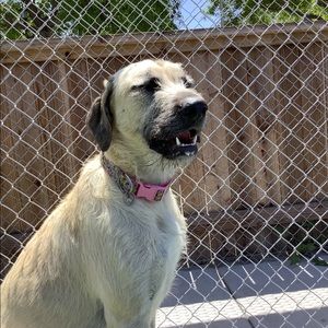 Meet your Posher, Brennyn